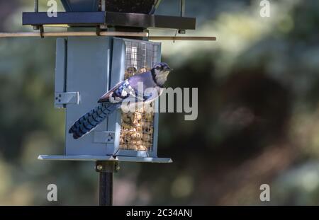 Una chiocciola blu (Cyanocitta cristata) su un vassoio di noci su un alimentatore da giardino con sfondo albero sfocato Foto Stock