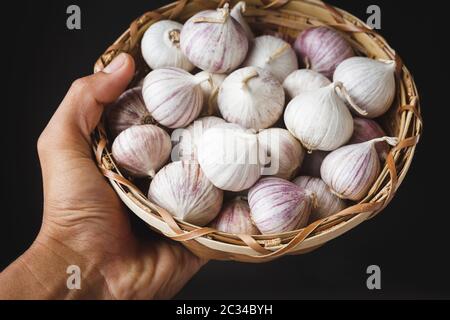 Solo Garlics- spicchi d'aglio singoli Foto Stock