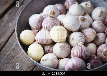 Solo Garlics- spicchi d'aglio singoli Foto Stock