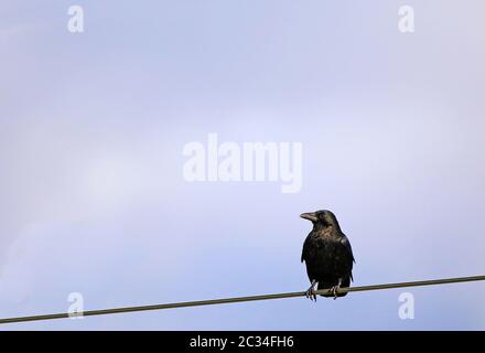 Corvus corone corone corone Foto Stock