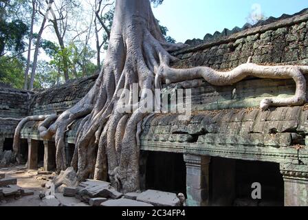 Raddoppio delle radici. Tempio di TA Prohm. Foto Stock