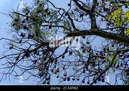 I pipistrelli dormono nella luce del giorno sui rami dell'albero. Scatto orizzontale all'esterno. Foto Stock