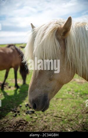 Chiusura del cavallo islandese in un pascolo in Islanda Foto Stock