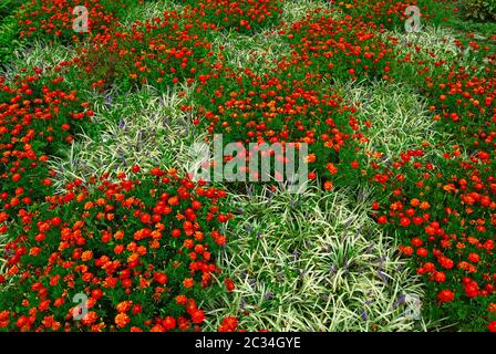 Fioritura in un motivo a scacchiera Foto Stock