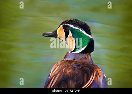 Anatre di formosa di anata di Teal di Baikal Foto Stock