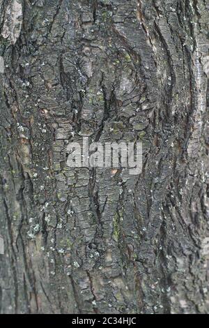 Corteccia di un vecchio albero a trama Foto Stock