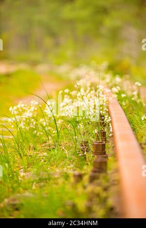 Rotaie fuori ordine con fiori Foto Stock
