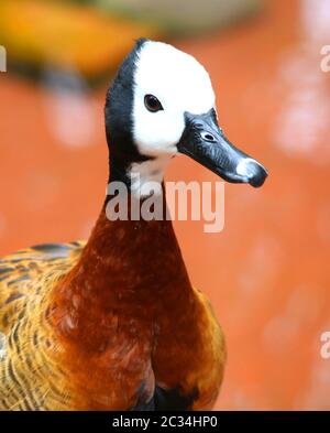 White Faced Whistling Duck Dendrocygna viduata White-Faced Foto Stock