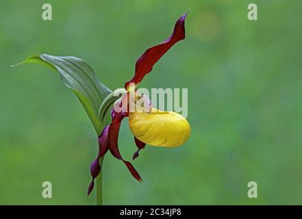 Scarpa da donna in fiore Cypripedium calceolus dal Rehletal vicino a Immendingen Foto Stock