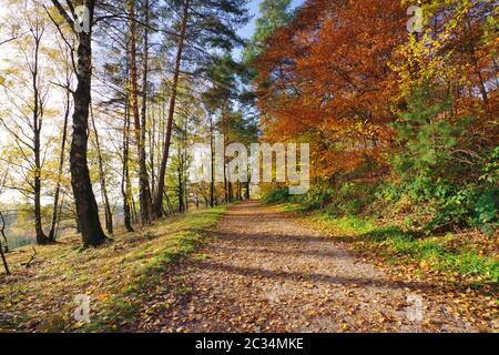 Autunno nella natura Reservat Senne, Oerlinghausen, Eastwestphalia-Lippe, Nord Reno-Westfalia, Germania, Europa occidentale Foto Stock