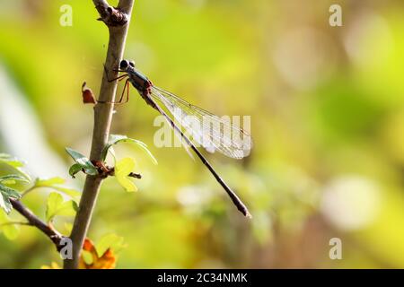 Il ritratto, uno studio di libellule in natura Foto Stock