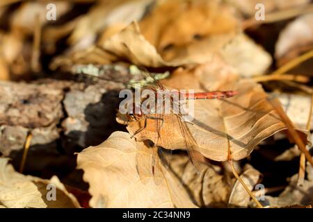 Il ritratto, uno studio di libellule in natura Foto Stock