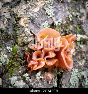 Orecchie di Giuda (Auricularia padiglione auricolare-judae) su un albero morto tronco nella foresta Foto Stock