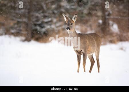 Capriolo adulto, capreolo capreolo, ascoltando e osservando l'ambiente nevoso con gli alberi sullo sfondo. Sognante doe pascolo sulla mea invernale Foto Stock