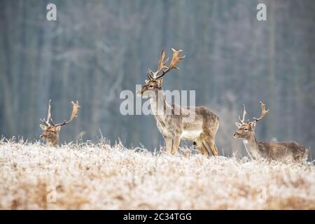 Allevamento di giovani esemplari di daini, dama dama, cervi in inverno in piedi su un prato smerigliato con la foresta in background. Fauna animale in natura. Basse temperature Foto Stock