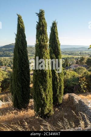 Tre cipressi in Saint-Saturnin-les-Apt Muehle in Provenza, Francia Foto Stock