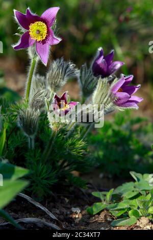 Nahaufnahme von blühenden Pulsatille vulgaris, der europäischen oder gewöhnlichen Küchenschelle, Weilerswist, Nordrhein-Westfalen, Deutschland Foto Stock