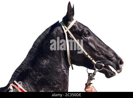 Ritratto bellissimo cavallo akhal-teke su sfondo bianco Foto Stock