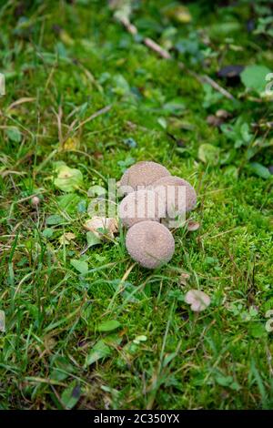 LYCOPERDON MARGINATUM - boviste nella foresta di Schoeneck in Vogtland, Sassonia in autunno. Foto Stock