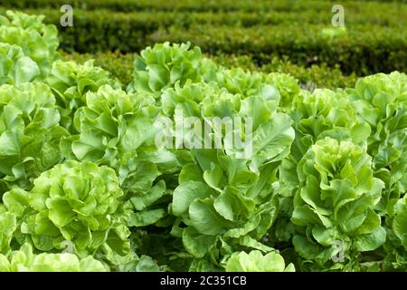 Campo di verde lattuga Frisee crescente in righe Foto Stock