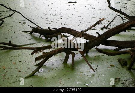 Palude di alghe verdi Foto Stock