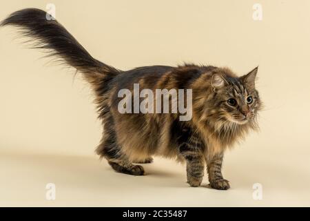 Norwegische Waldkatze (Felis silvestris catus), Tierportrait, Kater, stehend, 7 Jahre, Farbe Black Tabby Classic Foto Stock