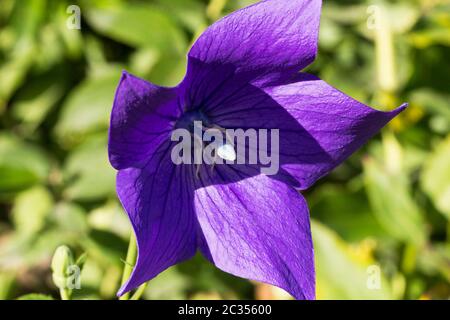 Fiore viola unico di Platycodon Grandiflorus in giardino, primo piano Foto Stock