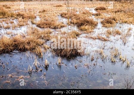 zona paludosa innevata con erba secca gialla e acqua surgelata, primo piano in inverno, giorno Foto Stock