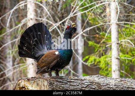 Maestosa capercaille occidentale, tetrao urogallus, che si diffonde la coda nella foresta. Impressionante Grouse legno terra-vivente che si strutting nella sua abitudine naturale Foto Stock