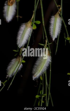 Ciampi di ginestra pelosa-fruttata Cytisus striatus. Cerro Nielol Monumento naturale. Temuco. Regione di Araucania. Cile. Foto Stock