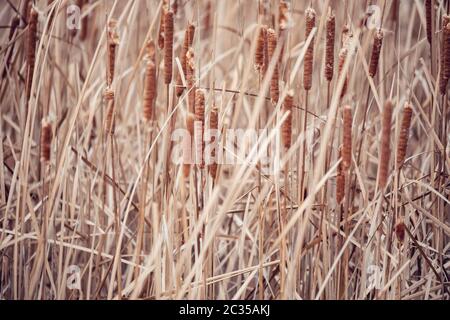 Reeds sfondo. Il sottobosco di Canne al vento. Erba selvatica accanto all'acqua. Ciuffo di erba. Foto Stock