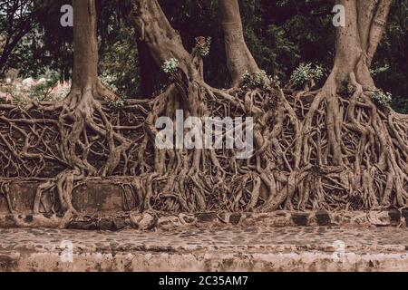 Groviglio di enormi radici di trunk in Fasil Ides Bath, Regno piscina. Gondar, Etiopia Foto Stock