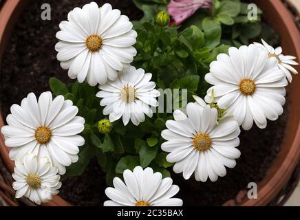 White cape daisy in giardino Foto Stock