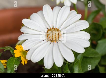 White cape daisy in giardino Foto Stock