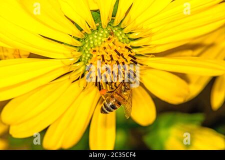 Ape su fiore della bussola Foto Stock