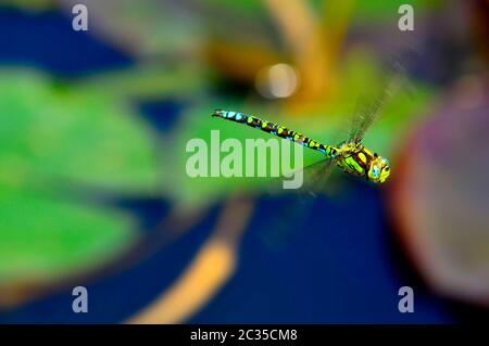 Libellula imperatore durante un volo su un laghetto con ninfee Foto Stock