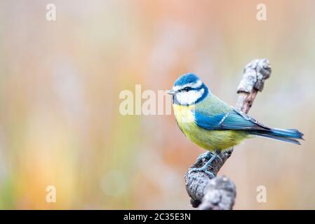 Cyanistes caeruleus o Herrerillo Comun su un ramo Foto Stock