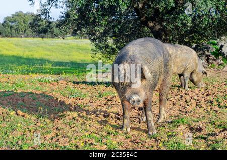 Maiale iberico nel prato dell'Estremadura. Foto Stock