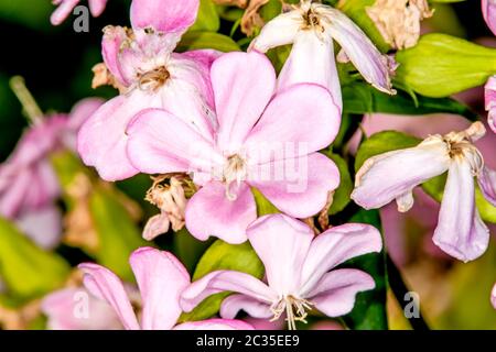 Soapwort comune, con fiore Foto Stock