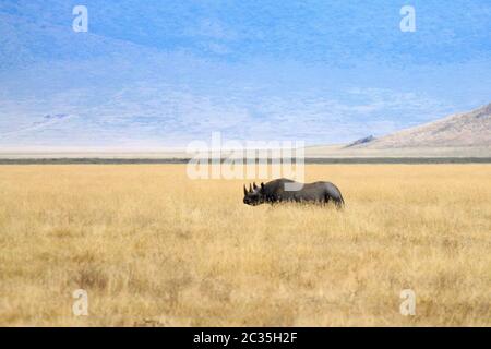 Rinoceronte nero su Ngorongoro Conservation Area cratere, Tanzania. Fauna africana Foto Stock