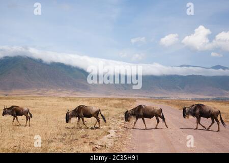 Gnu in fila su di Ngorongoro Conservation Area cratere, Tanzania. Fauna africana Foto Stock