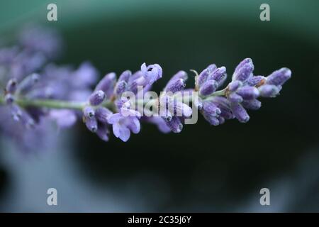 Fragranti fiori viola di lavanda (Lavandula angustifolia) Foto Stock