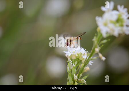 Il ritratto, uno studio di libellule in natura Foto Stock