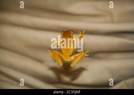 Vista di una rana cubana su un vetro Foto Stock