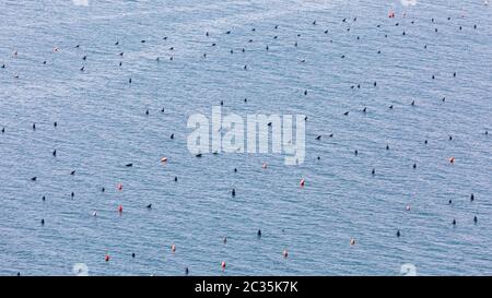 Aqua Agricoltura acquacoltura in mare Adriatico Foto Stock