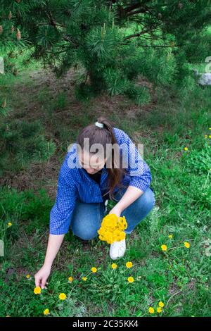 la giovane ragazza raccoglie i diandelioni in estate in un campo Foto Stock