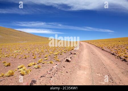 Strada e piume peruviane, jarava ichu, nella Puna de Atacama, Argentina. Puna de Atacama è un altopiano arido nelle Ande del Cile settentrionale Foto Stock