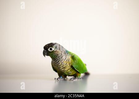 Captive Green Cheek Conure con anello blu per le gambe (Pyrhura molinae) Foto Stock