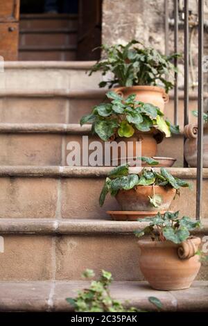 Fiori in vaso sui gradini di pietra casa medievale di Assisi, Foto Stock