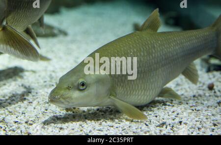 Il barbel comune maschile, Barbus barbus, è una specie di pesci d'acqua dolce, abbondanti nel fiume Guadiana, Spagna Foto Stock